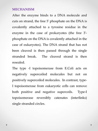 MECHANISM
After the enzyme binds to a DNA molecule and
cuts on strand, the free 5' phosphate on the DNA is
covalently attached to a tyrosine residue in the
enzyme in the case of prokaryotes (the free 3'-
phosphate on the DNA is covalently attached in the
case of eukaryotes). The DNA strand that has not
been cleaved is then passed through the single
stranded break. The cleaved strand is then
resealed.
The type -I topoisomerase from E.Coli acts on
negatively supercoiled molecules but not on
positively supercoiled molecules. In contrast, type-
I topoisomerase from eukaryotic cells can remove
both positive and negative supercoils. Type-I
topoisomerase reversibly catenates (interlinks)
single stranded circles.
 