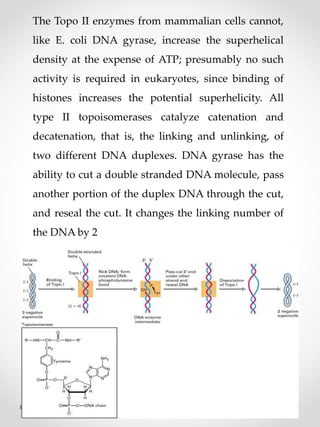 The Topo II enzymes from mammalian cells cannot,
like E. coli DNA gyrase, increase the superhelical
density at the expense of ATP; presumably no such
activity is required in eukaryotes, since binding of
histones increases the potential superhelicity. All
type II topoisomerases catalyze catenation and
decatenation, that is, the linking and unlinking, of
two different DNA duplexes. DNA gyrase has the
ability to cut a double stranded DNA molecule, pass
another portion of the duplex DNA through the cut,
and reseal the cut. It changes the linking number of
the DNA by 2
 