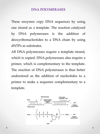 DNA POLYMERASES
These enzymes copy DNA sequences by using
one strand as a template. The reaction catalyzed
by DNA polymerases is the addition of
deoxyribonucleotides to a DNA chain by using
dNTPs as substrates.
All DNA polymerases require a template strand,
which is copied. DNA polymerases also require a
primer, which is complementary to the template.
The reaction of DNA polymerases is thus better
understood as the addition of nucleotides to a
primer to make a sequence complementary to a
template.
 