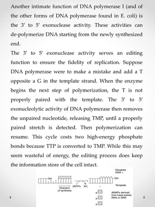 Another intimate function of DNA polymerase I (and of
the other forms of DNA polymerase found in E. coli) is
the 3′ to 5′ exonuclease activity. These activities can
de‐polymerize DNA starting from the newly synthesized
end.
The 3′ to 5′ exonuclease activity serves an editing
function to ensure the fidelity of replication. Suppose
DNA polymerase were to make a mistake and add a T
opposite a G in the template strand. When the enzyme
begins the next step of polymerization, the T is not
properly paired with the template. The 3′ to 5′
exonucleolytic activity of DNA polymerase then removes
the unpaired nucleotide, releasing TMP, until a properly
paired stretch is detected. Then polymerization can
resume. This cycle costs two high‐energy phosphate
bonds because TTP is converted to TMP. While this may
seem wasteful of energy, the editing process does keep
the information store of the cell intact.
 