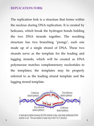 REPLICATION FORK
The replication fork is a structure that forms within
the nucleus during DNA replication. It is created by
helicases, which break the hydrogen bonds holding
the two DNA strands together. The resulting
structure has two branching "prongs", each one
made up of a single strand of DNA. These two
strands serve as the template for the leading and
lagging strands, which will be created as DNA
polymerase matches complementary nucleotides to
the templates; the templates may be properly
referred to as the leading strand template and the
lagging strand template.
 