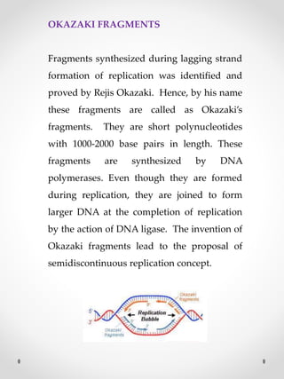 OKAZAKI FRAGMENTS
Fragments synthesized during lagging strand
formation of replication was identified and
proved by Rejis Okazaki. Hence, by his name
these fragments are called as Okazaki’s
fragments. They are short polynucleotides
with 1000-2000 base pairs in length. These
fragments are synthesized by DNA
polymerases. Even though they are formed
during replication, they are joined to form
larger DNA at the completion of replication
by the action of DNA ligase. The invention of
Okazaki fragments lead to the proposal of
semidiscontinuous replication concept.
 