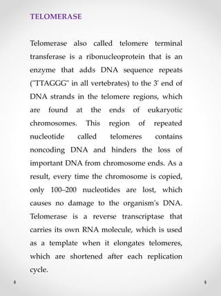 TELOMERASE
Telomerase also called telomere terminal
transferase is a ribonucleoprotein that is an
enzyme that adds DNA sequence repeats
("TTAGGG" in all vertebrates) to the 3' end of
DNA strands in the telomere regions, which
are found at the ends of eukaryotic
chromosomes. This region of repeated
nucleotide called telomeres contains
noncoding DNA and hinders the loss of
important DNA from chromosome ends. As a
result, every time the chromosome is copied,
only 100–200 nucleotides are lost, which
causes no damage to the organism's DNA.
Telomerase is a reverse transcriptase that
carries its own RNA molecule, which is used
as a template when it elongates telomeres,
which are shortened after each replication
cycle.
 