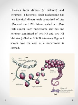 Histones form dimers (2 histones) and
tetramers (4 histones). Each nucleosome has
two identical dimers each comprised of one
H2A and one H2B histone (called an H2A-
H2B dimer). Each nucleosome also has one
tetramer comprised of two H3 and two H4
histones (called an H3-H4 tetramer). Figure 1
shows how the core of a nucleosome is
formed.
 