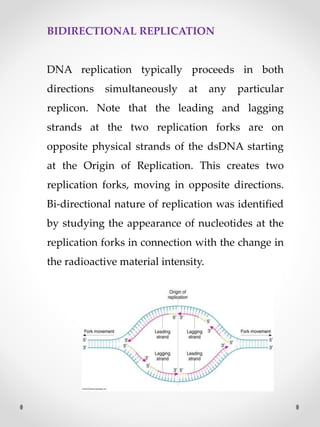 BIDIRECTIONAL REPLICATION
DNA replication typically proceeds in both
directions simultaneously at any particular
replicon. Note that the leading and lagging
strands at the two replication forks are on
opposite physical strands of the dsDNA starting
at the Origin of Replication. This creates two
replication forks, moving in opposite directions.
Bi-directional nature of replication was identified
by studying the appearance of nucleotides at the
replication forks in connection with the change in
the radioactive material intensity.
 