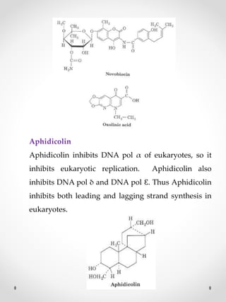 Aphidicolin
Aphidicolin inhibits DNA pol α of eukaryotes, so it
inhibits eukaryotic replication. Aphidicolin also
inhibits DNA pol δ and DNA pol Ɛ. Thus Aphidicolin
inhibits both leading and lagging strand synthesis in
eukaryotes.
 