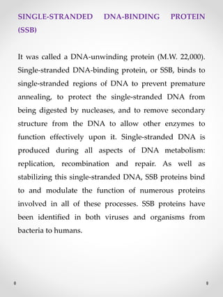 SINGLE-STRANDED DNA-BINDING PROTEIN
(SSB)
It was called a DNA-unwinding protein (M.W. 22,000).
Single-stranded DNA-binding protein, or SSB, binds to
single-stranded regions of DNA to prevent premature
annealing, to protect the single-stranded DNA from
being digested by nucleases, and to remove secondary
structure from the DNA to allow other enzymes to
function effectively upon it. Single-stranded DNA is
produced during all aspects of DNA metabolism:
replication, recombination and repair. As well as
stabilizing this single-stranded DNA, SSB proteins bind
to and modulate the function of numerous proteins
involved in all of these processes. SSB proteins have
been identified in both viruses and organisms from
bacteria to humans.
 