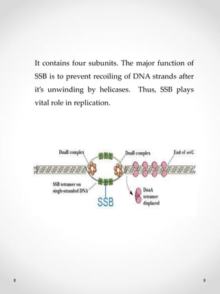 It contains four subunits. The major function of
SSB is to prevent recoiling of DNA strands after
it’s unwinding by helicases. Thus, SSB plays
vital role in replication.
 
