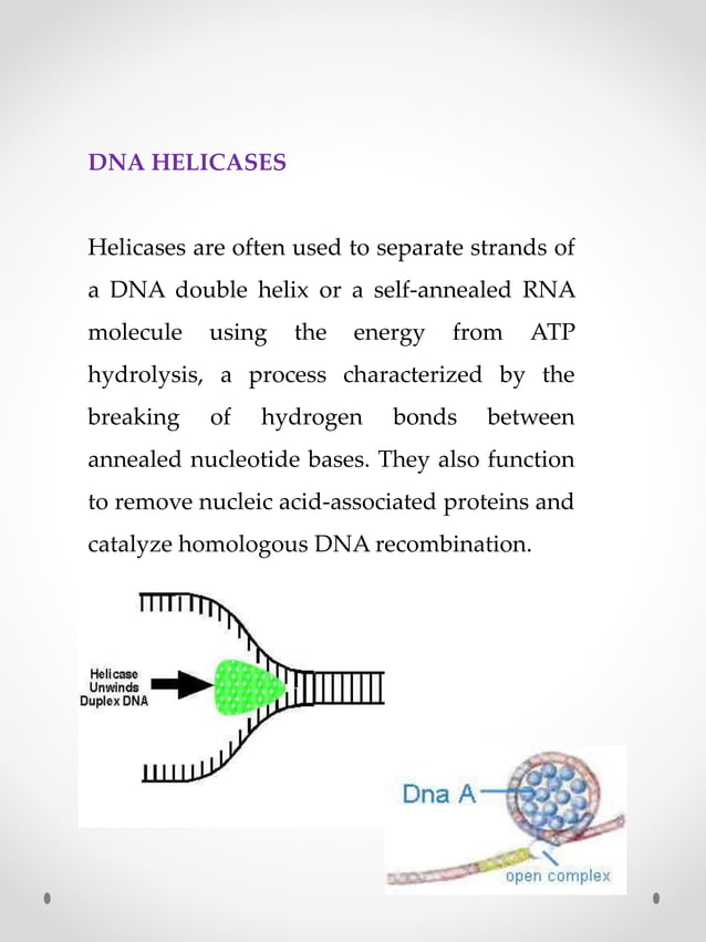 Enzymes of DNA replication