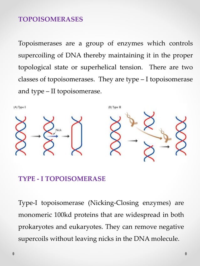 Enzymes of DNA replication