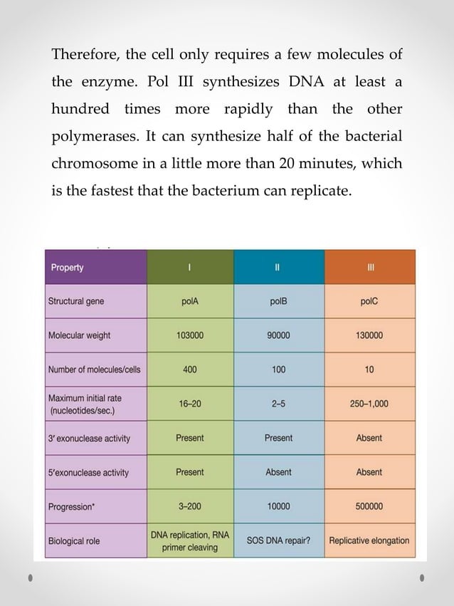 Enzymes of DNA replication