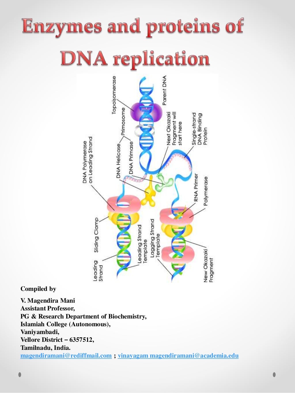 Enzymes of DNA replication