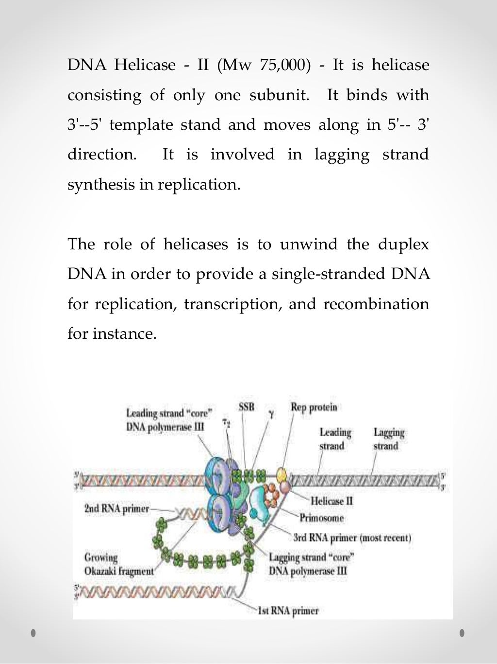 Enzymes of DNA replication