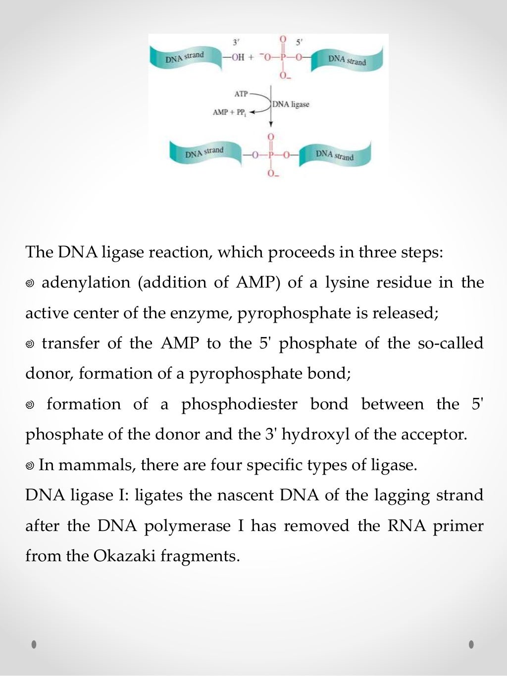 Enzymes of DNA replication
