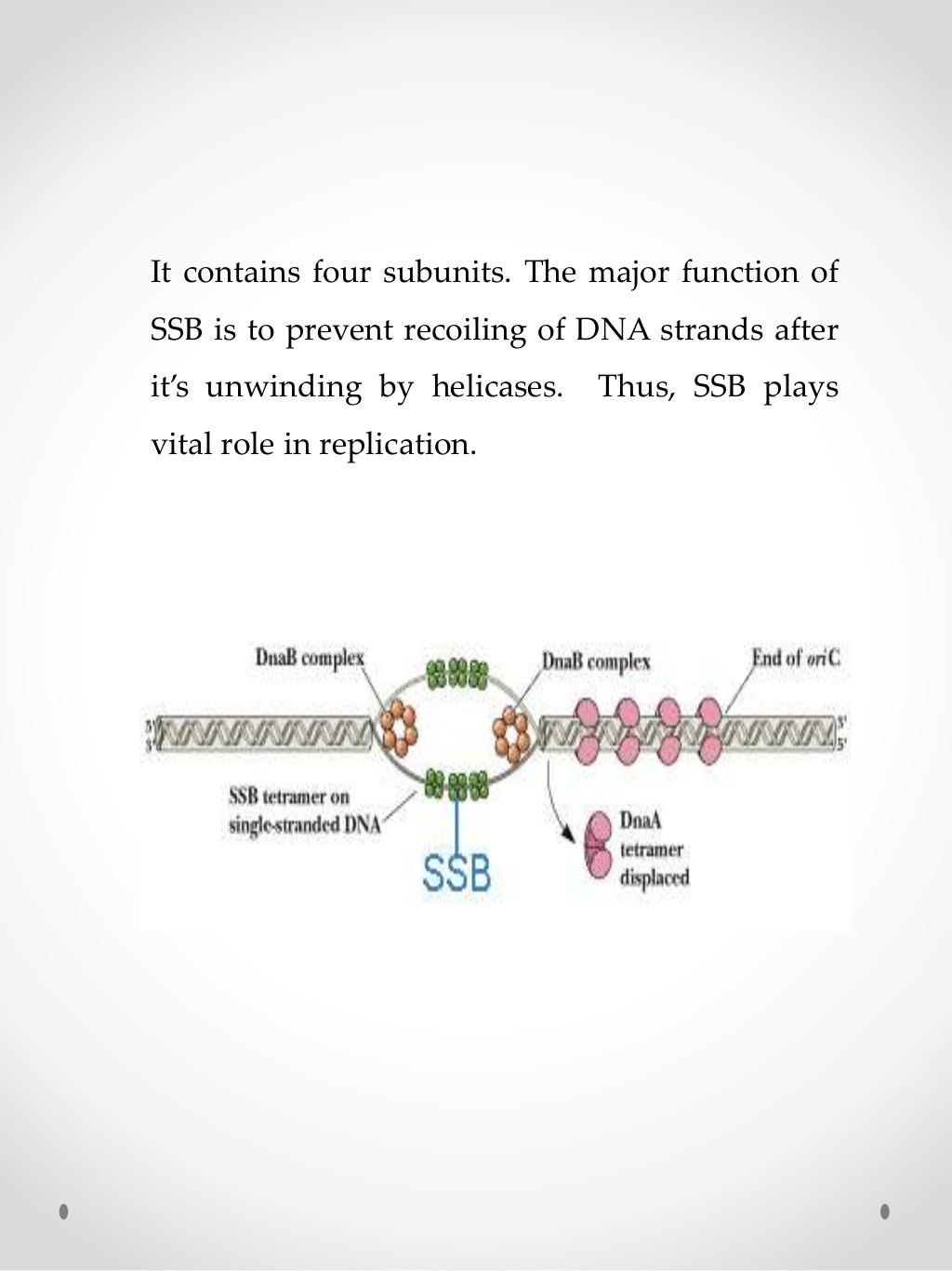 Enzymes of DNA replication