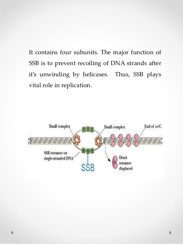 What enzyme unwinds DNA?