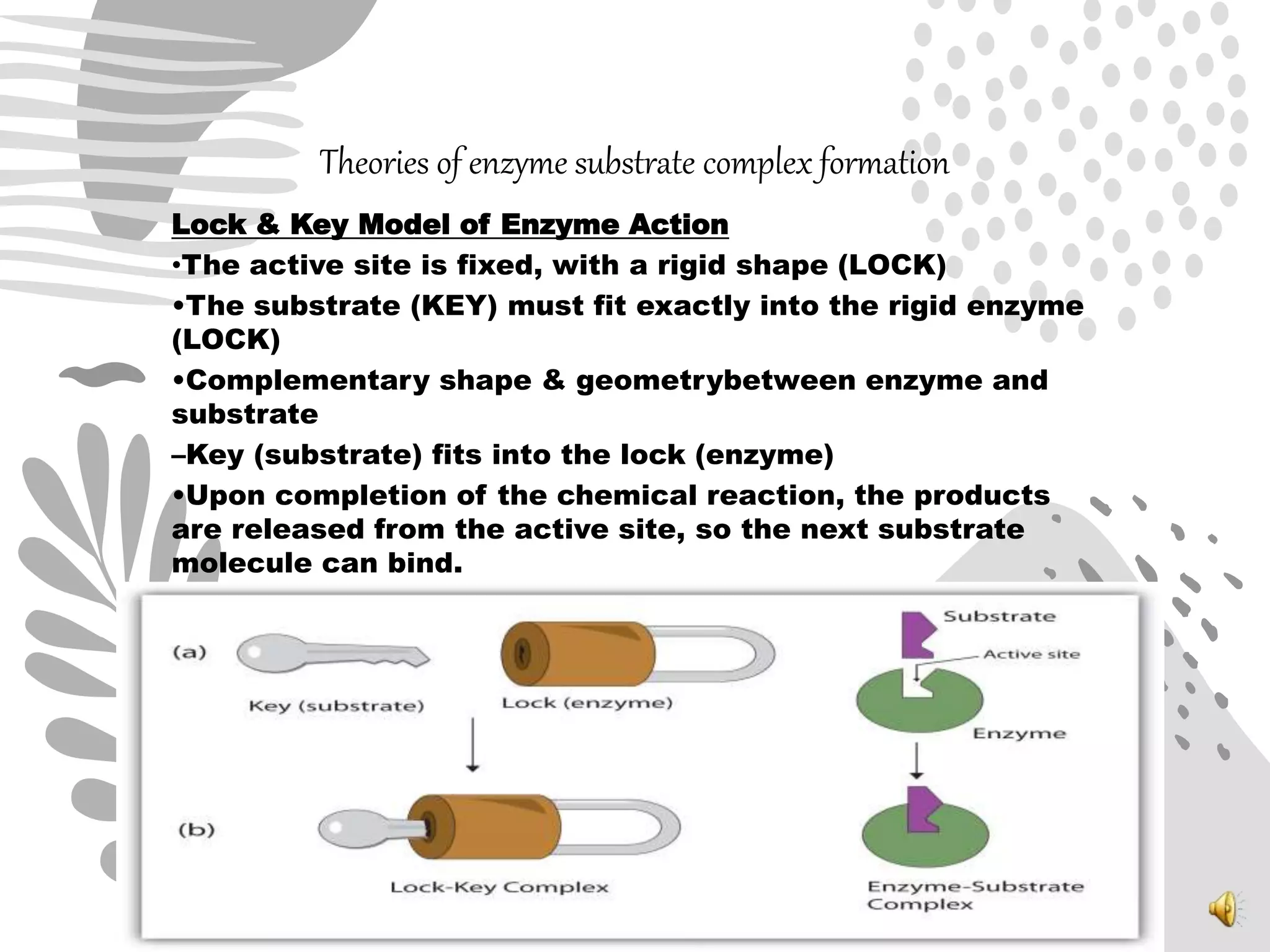 Theories of enzyme substrate complex formation
Lock & Key Model of Enzyme Action
•The active site is fixed, with a rigid shape (LOCK)
•The substrate (KEY) must fit exactly into the rigid enzyme
(LOCK)
•Complementary shape & geometrybetween enzyme and
substrate
–Key (substrate) fits into the lock (enzyme)
•Upon completion of the chemical reaction, the products
are released from the active site, so the next substrate
molecule can bind.
 
