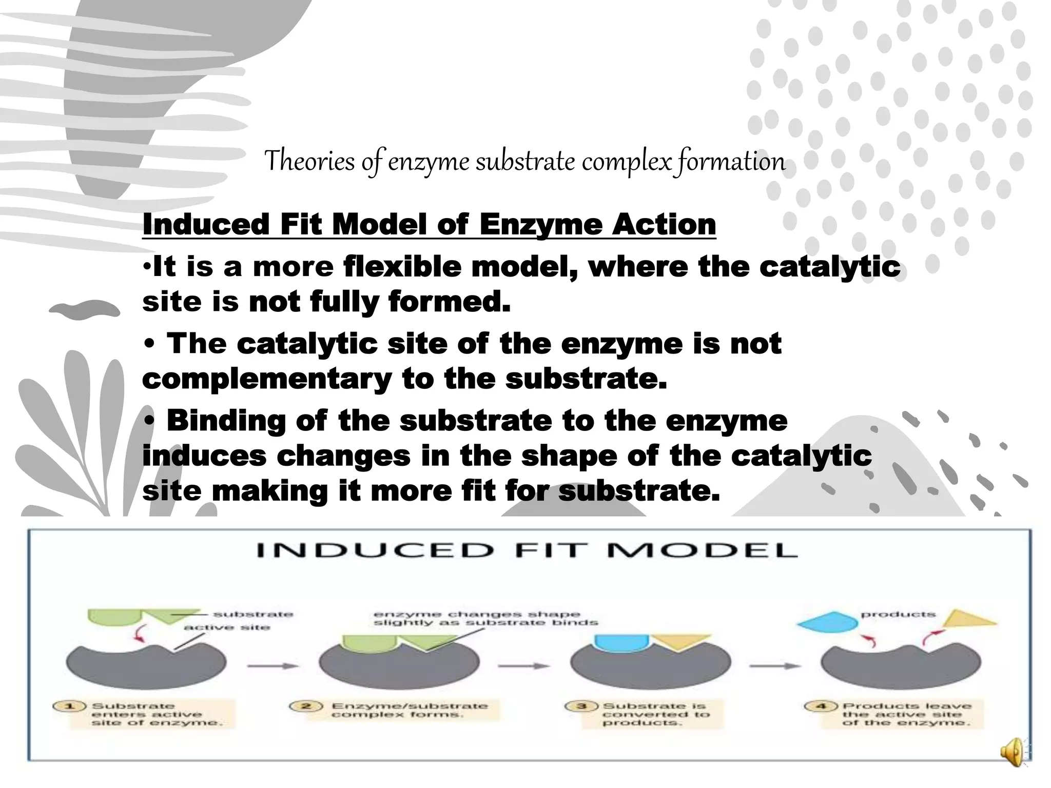Theories of enzyme substrate complex formation
Induced Fit Model of Enzyme Action
•It is a more flexible model, where the catalytic
site is not fully formed.
• The catalytic site of the enzyme is not
complementary to the substrate.
• Binding of the substrate to the enzyme
induces changes in the shape of the catalytic
site making it more fit for substrate.
 