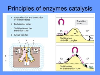 Principles of enzymes catalysis
 