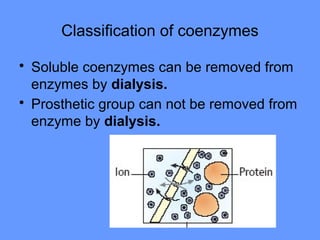 Classification of coenzymes
• Soluble coenzymes can be removed from
enzymes by dialysis.
• Prosthetic group can not be removed from
enzyme by dialysis.
 