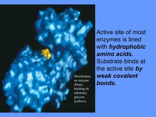 • Active site of most
enzymes is lined
with hydrophobic
amino acids.
Substrate binds at
the active site by
weak covalent
bonds.
Hexokinase,
an enzyme
(blue),
binding its
substrate,
glucose
(yellow).
 