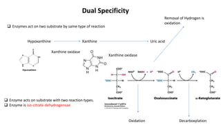 Dual Specificity
 Enzymes act on two substrate by same type of reaction
Hypoxanthine Xanthine Uric acid
Xanthine oxidase
Xanthine oxidase
 Enzyme acts on substrate with two reaction types.
 Enzyme is iso-citrate dehydrogensae
Oxidation Decarboxylation
Removal of Hydrogen is
oxidation
 