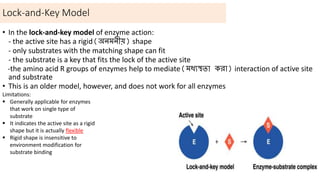 Lock-and-Key Model
• In the lock-and-key model of enzyme action:
- the active site has a rigid(অিমিীয়) shape
- only substrates with the matching shape can fit
- the substrate is a key that fits the lock of the active site
-the amino acid R groups of enzymes help to mediate(মধ্যস্থতা করা) interaction of active site
and substrate
• This is an older model, however, and does not work for all enzymes
Limitations:
 Generally applicable for enzymes
that work on single type of
substrate
 It indicates the active site as a rigid
shape but it is actually flexible
 Rigid shape is insensitive to
environment modification for
substrate binding
 