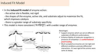 Induced Fit Model
Advantages:
 Support enzymes which can act on different
substrates of different conformations
 Enhance fidelity of molecular recognition in
presence of competitor via conformational
proof reading
 Much accepted as enzymes are not rigid and
different conditions promote differential
interactions. if it was rigid all the actions were
same at always.
• In the induced-fit model of enzyme action:
- the active site is flexible, not rigid
- the shapes of the enzyme, active site, and substrate adjust to maximize the fit,
which improves catalysis
- there is a greater range of substrate specificity
• This model is more consistent(সংগচতপূর্ি) with a wider range of enzymes
 