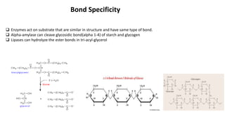 Bond Specificity
 Enzymes act on substrate that are similar in structure and have same type of bond.
 Alpha-amylase can cleave glycosidic bond(alpha 1-4) of starch and glycogen
 Lipases can hydrolyze the ester bonds in tri-acyl-glycerol
 