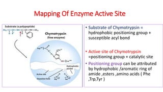 Mapping Of Enzyme Active Site
• Substrate of Chymotrypsin =
hydrophobic positioning group +
susceptible acyl bond
• Active site of Chymotrypsin
=positioning group + catalytic site
• Positioning group can be attributed
by hydrophobic /aromatic ring of
amide ,esters ,amino acids ( Phe
,Trp,Tyr )
 