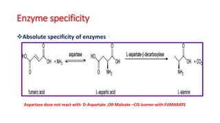 Enzyme specificity
Absolute specificity of enzymes
Aspartase dose not react with D-Aspartate ,OR Maleate –CIS isomer with FUMARATE
 