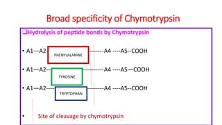 Broad specificity of Chymotrypsin
Hydrolysis of peptide bonds by Chymotrypsin
• A1—A2-----------------------------A4 ----A5--COOH
• A1—A2-----------------------------A4 ----A5—COOH
• A1—A2-----------------------------A4 ----A5--COOH
• Site of cleavage by chymotrypsin
PHENYLALANINE
TYROSINE
TRYPTOPHAN
 