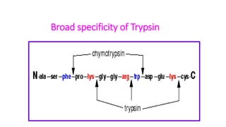 Broad specificity of Trypsin
 