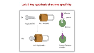 Lock & Key hypothesis of enzyme specificity
 