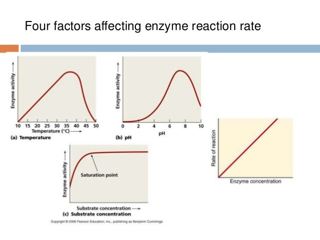 discuss factors that affect enzyme activity