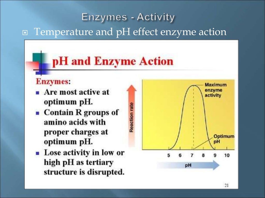 Enzymes ppt