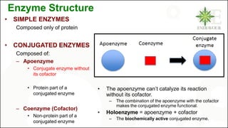enzymes_ppt.pdf