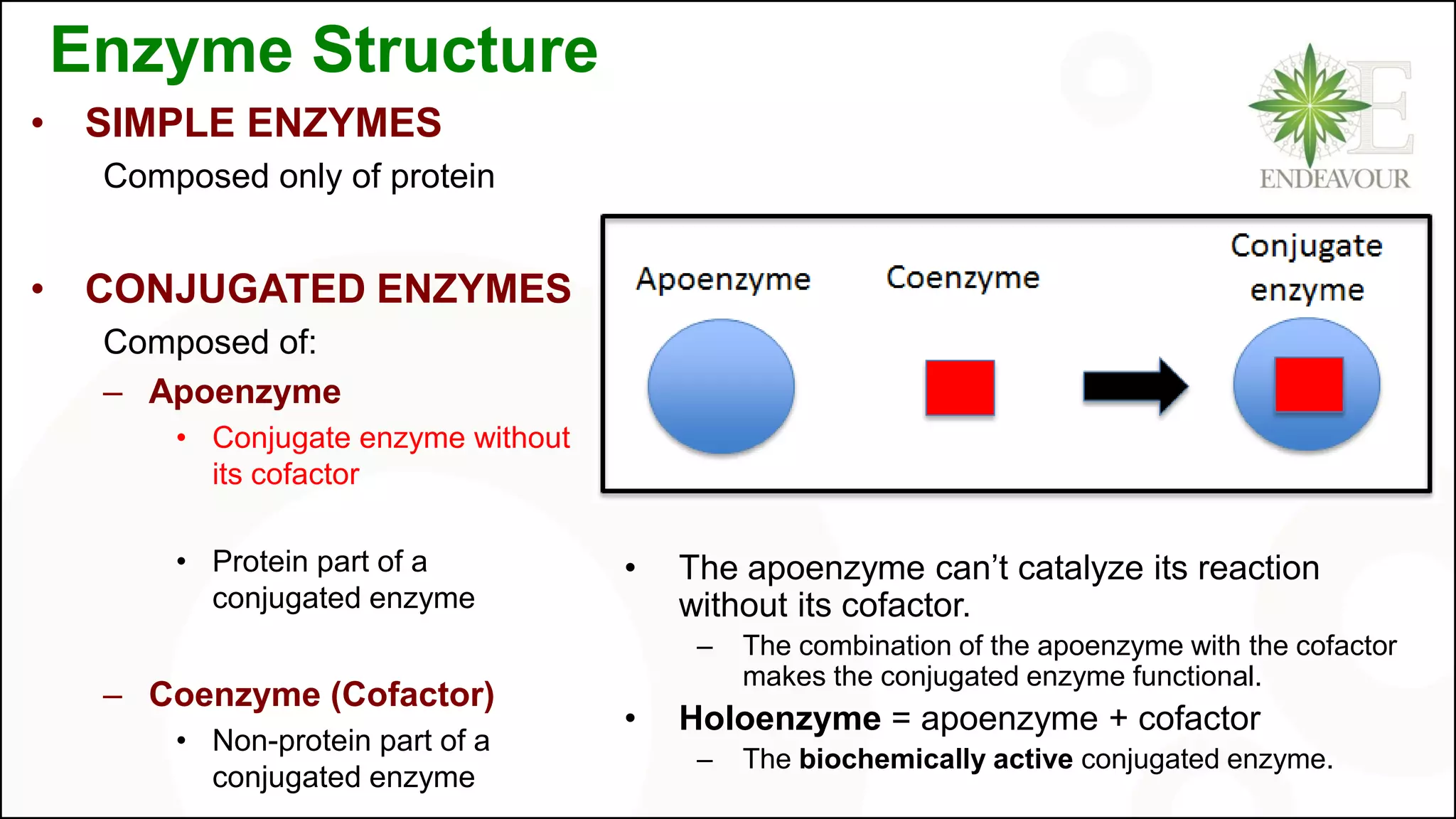 Enzyme Structure
• SIMPLE ENZYMES
Composed only of protein
• CONJUGATED ENZYMES
Composed of:
– Apoenzyme
• Conjugate enzyme without
its cofactor
• Protein part of a
conjugated enzyme
– Coenzyme (Cofactor)
• Non-protein part of a
conjugated enzyme
• The apoenzyme can’t catalyze its reaction
without its cofactor.
– The combination of the apoenzyme with the cofactor
makes the conjugated enzyme functional.
• Holoenzyme = apoenzyme + cofactor
– The biochemically active conjugated enzyme.
 