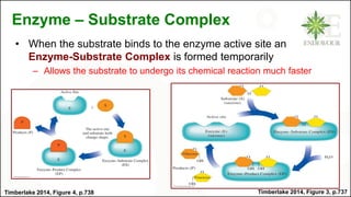 Enzyme – Substrate Complex
• When the substrate binds to the enzyme active site an
Enzyme-Substrate Complex is formed temporarily
– Allows the substrate to undergo its chemical reaction much faster
Timberlake 2014, Figure 3, p.737
Timberlake 2014, Figure 4, p.738
 