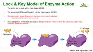 Lock & Key Model of Enzyme Action
• The active site is fixed, with a rigid shape (LOCK)
• The substrate (KEY) must fit exactly into the rigid enzyme (LOCK)
• Complementary shape & geometry between enzyme and substrate
– Key (substrate) fits into the lock (enzyme)
• Upon completion of the chemical reaction, the products are released from the active site, so the next
substrate molecule can bind
Stoker 2014, Figure 21-3 p750
 