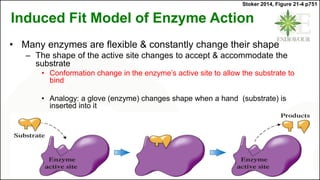 Induced Fit Model of Enzyme Action
• Many enzymes are flexible & constantly change their shape
– The shape of the active site changes to accept & accommodate the
substrate
• Conformation change in the enzyme’s active site to allow the substrate to
bind
• Analogy: a glove (enzyme) changes shape when a hand (substrate) is
inserted into it
Stoker 2014, Figure 21-4 p751
 