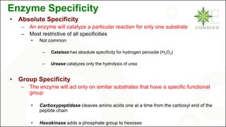 Enzyme Specificity
• Absolute Specificity
– An enzyme will catalyze a particular reaction for only one substrate
– Most restrictive of all specificities
• Not common
– Catalase has absolute specificity for hydrogen peroxide (H2O2)
– Urease catalyzes only the hydrolysis of urea
• Group Specificity
– The enzyme will act only on similar substrates that have a specific functional
group
• Carboxypeptidase cleaves amino acids one at a time from the carboxyl end of the
peptide chain
• Hexokinase adds a phosphate group to hexoses
 
