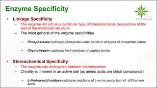 Enzyme Specificity
• Linkage Specificity
– The enzyme will act on a particular type of chemical bond, irrespective of the
rest of the molecular structure
– The most general of the enzyme specificities
• Phosphatases hydrolyze phosphate–ester bonds in all types of phosphate esters
• Chymotrypsin catalyzes the hydrolysis of peptide bonds
• Stereochemical Specificity
– The enzyme can distinguish between stereoisomers
– Chirality is inherent in an active site (as amino acids are chiral compounds)
• L-Amino-acid oxidase catalyzes reactions of L-amino acids but not of D-amino
acids
 