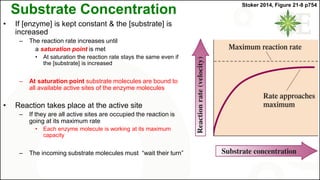 Substrate Concentration
• If [enzyme] is kept constant & the [substrate] is
increased
– The reaction rate increases until
a saturation point is met
• At saturation the reaction rate stays the same even if
the [substrate] is increased
– At saturation point substrate molecules are bound to
all available active sites of the enzyme molecules
• Reaction takes place at the active site
– If they are all active sites are occupied the reaction is
going at its maximum rate
• Each enzyme molecule is working at its maximum
capacity
– The incoming substrate molecules must “wait their turn”
Stoker 2014, Figure 21-8 p754
 