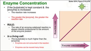 Enzyme Concentration
• If the [substrate] is kept constant & the
[enzyme] is increased
– The reaction rate increases
– The greater the [enzyme], the greater the
reaction rate
• RULE:
– The rate of an enzyme-catalyzed reaction is
always directly proportional to the amount
of the enzyme present
• In a living cell:
– The [substrate] is much higher than the
[enzyme]
• Enzymes are not consumed in the reaction
• Enzymes can be reused many times
Stoker 2014, Figure 21-9 p755
 