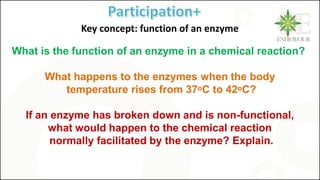 What is the function of an enzyme in a chemical reaction?
What happens to the enzymes when the body
temperature rises from 37ᵒC to 42ᵒC?
If an enzyme has broken down and is non-functional,
what would happen to the chemical reaction
normally facilitated by the enzyme? Explain.
G
Key concept: function of an enzyme
 