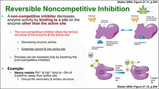 Reversible Noncompetitive Inhibition
• A non-competitive inhibitor decreases
enzyme activity by binding to a site on the
enzyme other than the active site
– The non-competitive inhibitor alters the tertiary
structure of the enzyme & the active site
• Decreasing enzyme activity
• Substrate cannot fit into active site
– Process can be reversed only by lowering the
[non-competitive inhibitor]
• Example:
– Heavy metals Pb2+ & Hg2+ bind to –SH of
Cysteine, away from active site
• Disrupt the secondary & tertiary structure
Stoker 2004, Figure 21.12, p.634
Stoker 2004, Figure 21.11, p.634
 