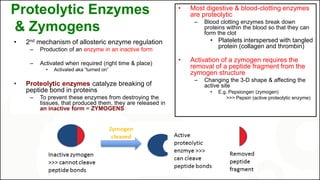 Proteolytic Enzymes
& Zymogens
• 2nd mechanism of allosteric enzyme regulation
– Production of an enzyme in an inactive form
– Activated when required (right time & place)
• Activated aka “turned on”
• Proteolytic enzymes catalyze breaking of
peptide bond in proteins
– To prevent these enzymes from destroying the
tissues, that produced them, they are released in
an inactive form = ZYMOGENS
• Most digestive & blood-clotting enzymes
are proteolytic
– Blood clotting enzymes break down
proteins within the blood so that they can
form the clot
• Platelets interspersed with tangled
protein (collagen and thrombin)
• Activation of a zymogen requires the
removal of a peptide fragment from the
zymogen structure
– Changing the 3-D shape & affecting the
active site
• E.g. Pepsiongen (zymogen)
>>> Pepsin (active proteolytic enzyme)
 
