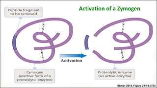 Stoker 2014, Figure 21-14 p763
Activation of a Zymogen
 