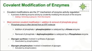 Covalent Modification of Enzymes
• Covalent modifications are the 3rd mechanism of enzyme activity regulation
– A process of altering enzyme activity by covalently modifying the structure of the enzyme
• Adding / removing a group to / from the enzyme
• Most common covalent modification = addition & removal of phosphate group:
– Phosphate group is often derived from an ATP molecule
• Addition of phosphate = phosphorylation is catalyzed by a Kinase enzyme
• Removal of phosphate = dephosphorylation is catalyzed by a Phosphatase enzyme
– Glycogen synthase: involved in synthesis of glycogen
• Deactivated by phosphorylation
– Glycogen phosphorylase: involved in breakdown of glycogen
• Activated by phosphorylation.
 